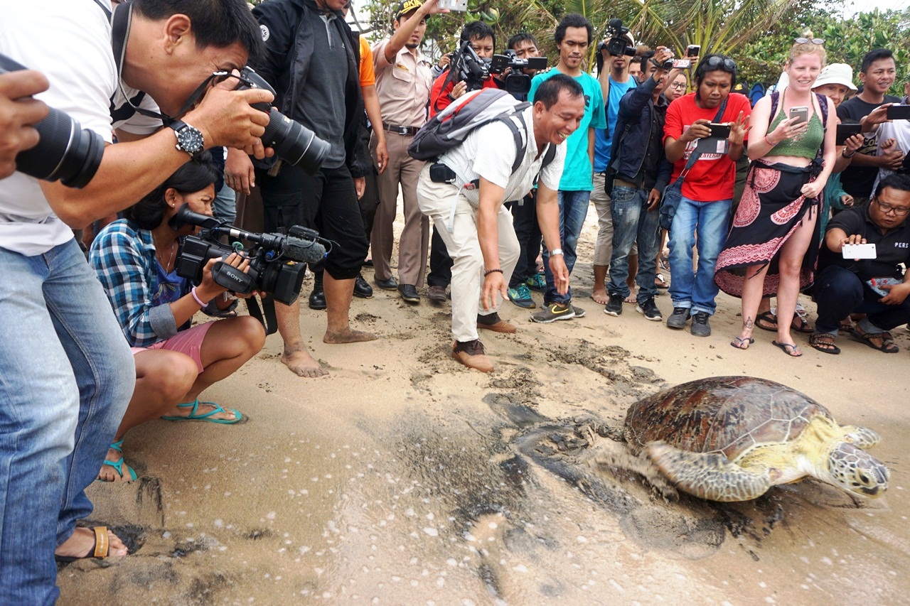 sea-turtles-kuta