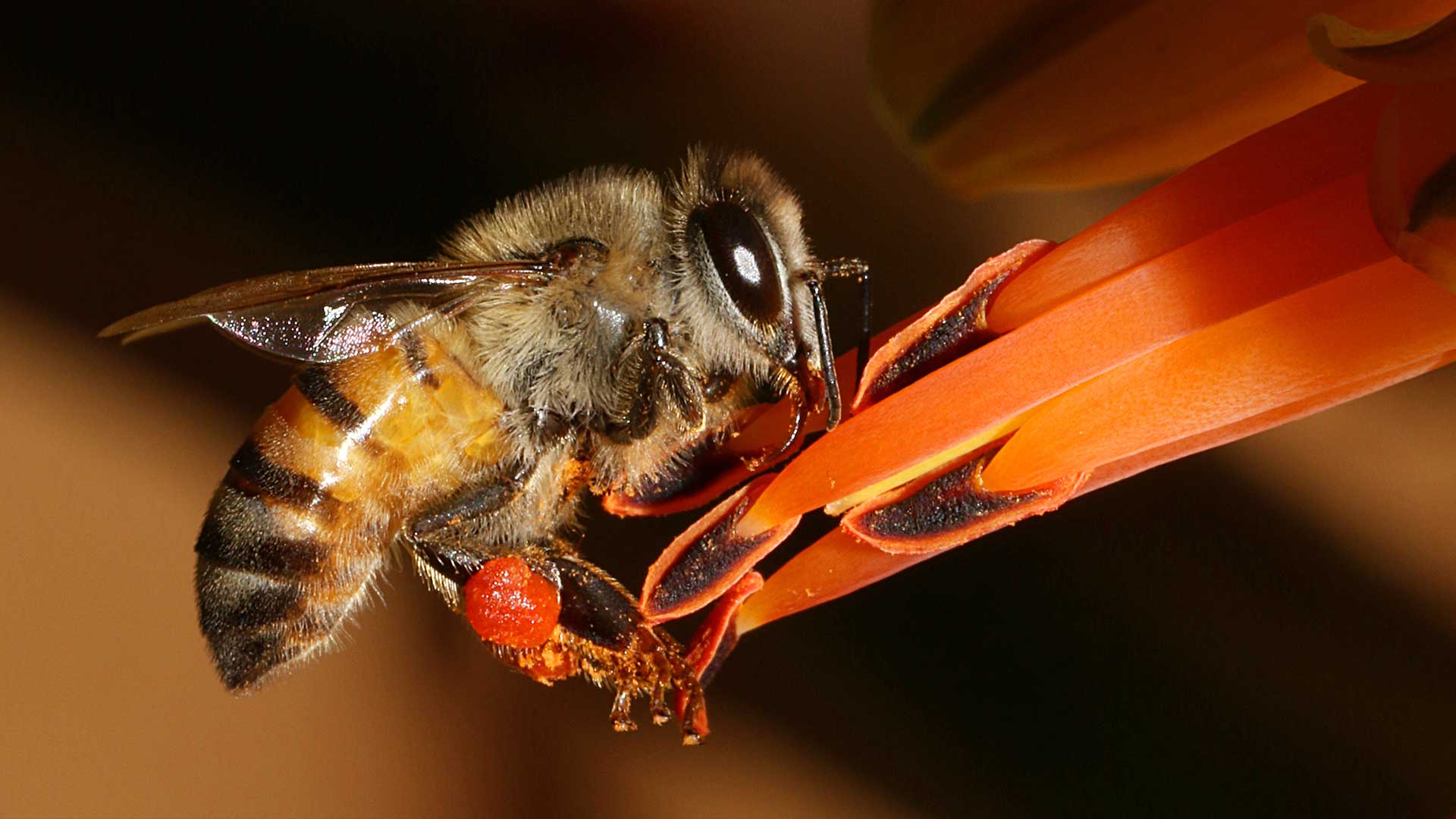 Bee the Best, Get the Honey Quiz