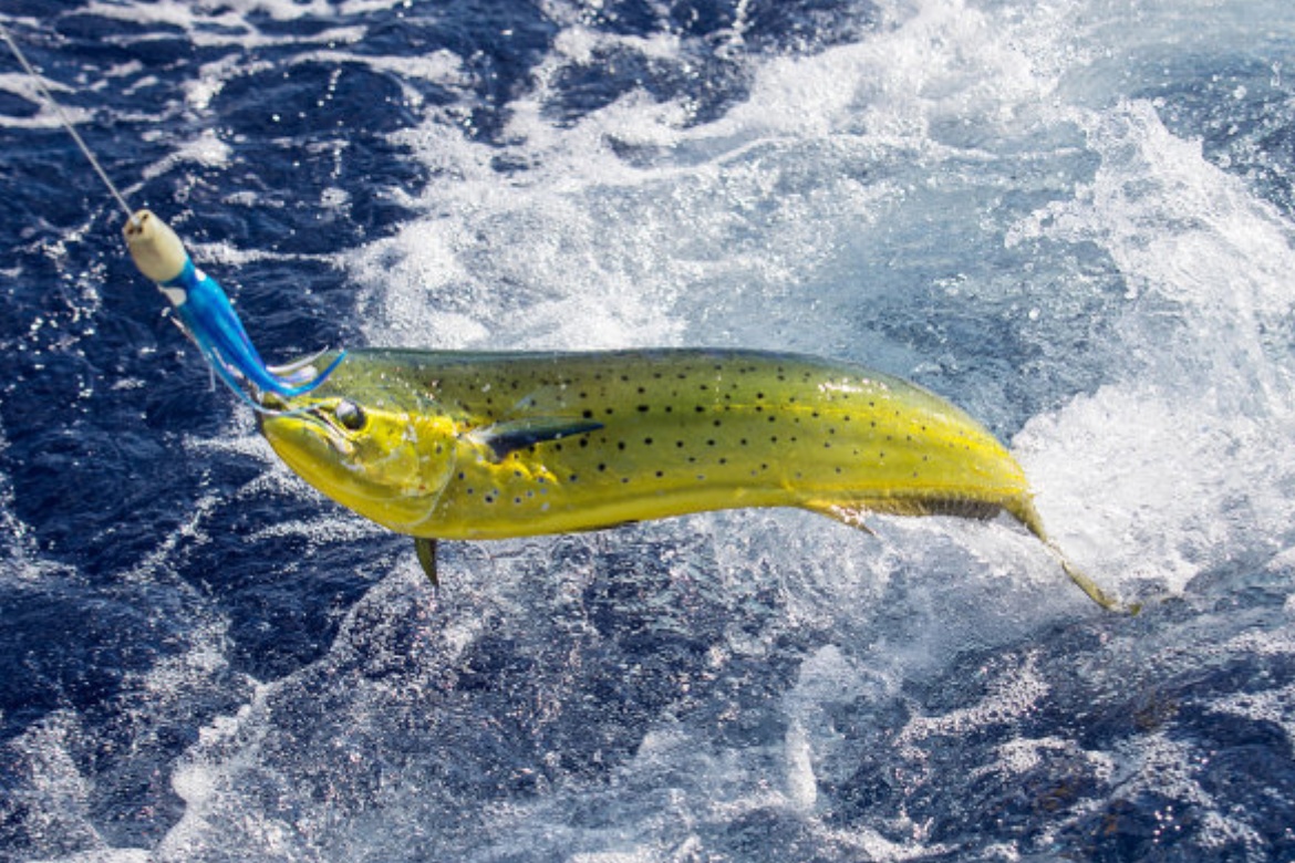 Karma Fushi Inclusions 