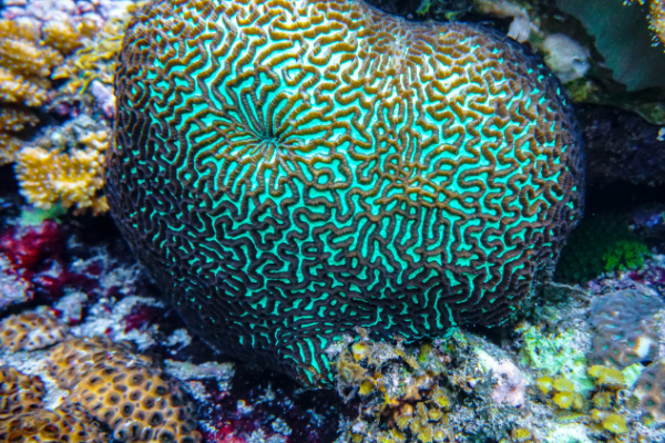 Karma Fushi Scuba Diving