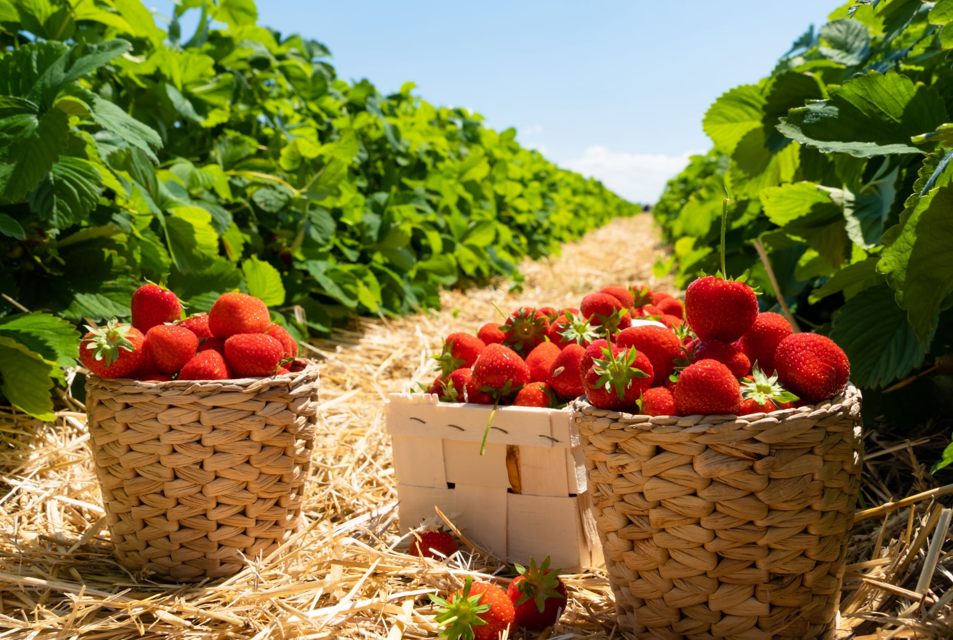 Strawberry Fields & Culinary Classics in Maharashtra