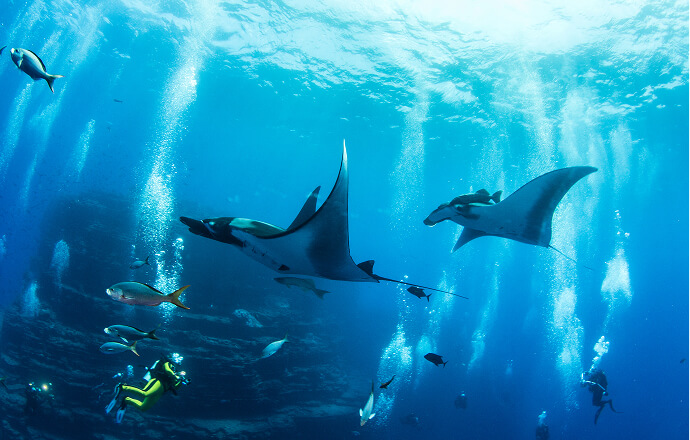 Manta Encounters & Turtle Reefs & Sunset Cruise