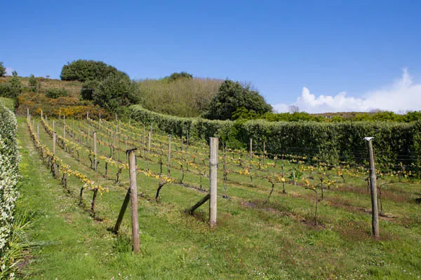 Karma St. Martin's St. Martin’s Vineyard