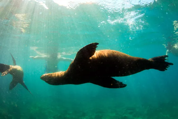 Karma St. Martin's Snorkel with Seals on St. Martin’s