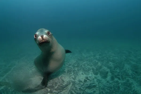 Karma St. Martin's Snorkel with Seals on St. Martin’s