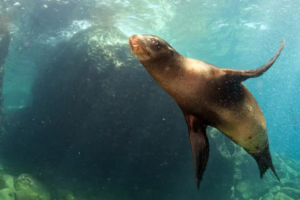 Karma St. Martin's Snorkel with Seals on St. Martin’s