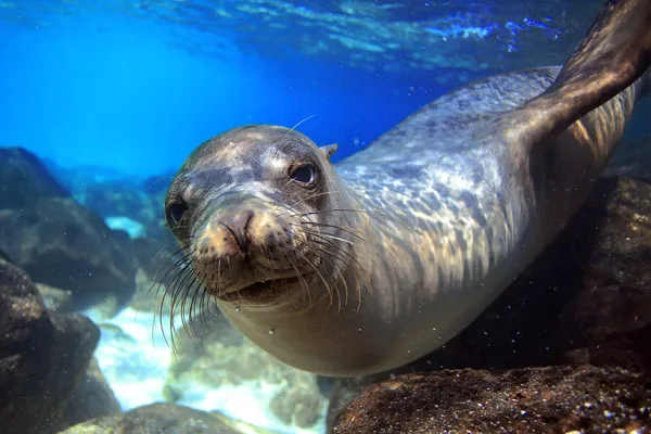 Karma St. Martin's Snorkel with Seals on St. Martin’s