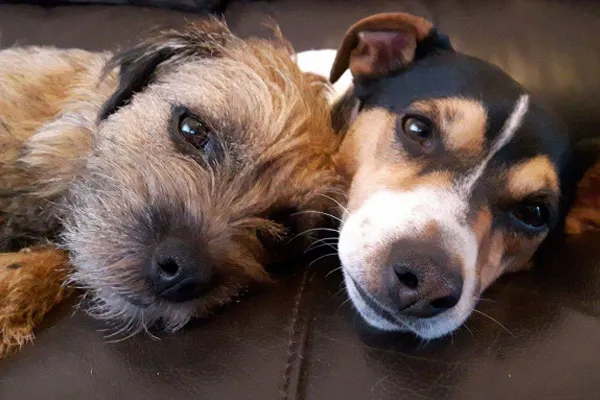 Karma St. Martin's Our VIP Treatment - Very Important Pets!