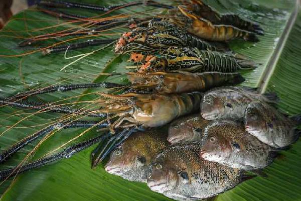 Karma Chakra Kerala Fishing