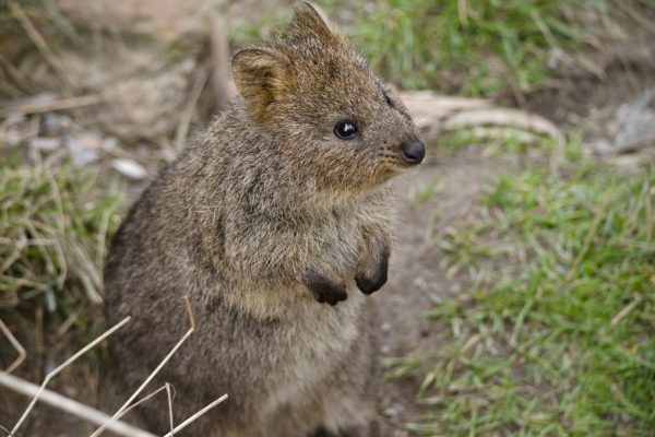 Quokka - Blog