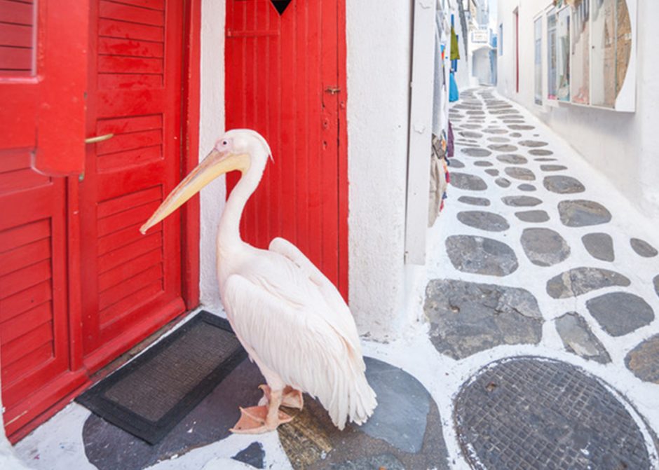 The story of Petros, the VIP (Very Important Pelican) of Mykonos